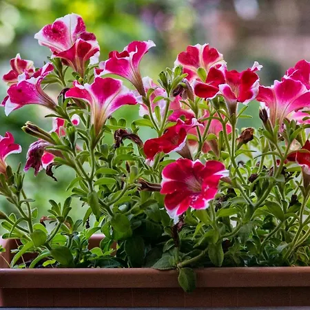 Casa Quaratesi アパート フィレンツェ